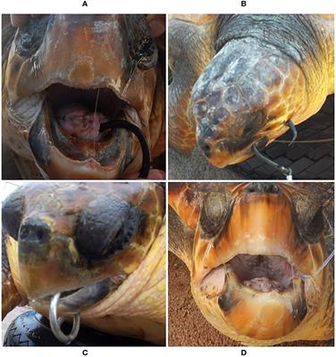 Post-release survival of loggerhead sea turtles (Caretta caretta) incidentally hooked in a North Atlantic pelagic longline fishery